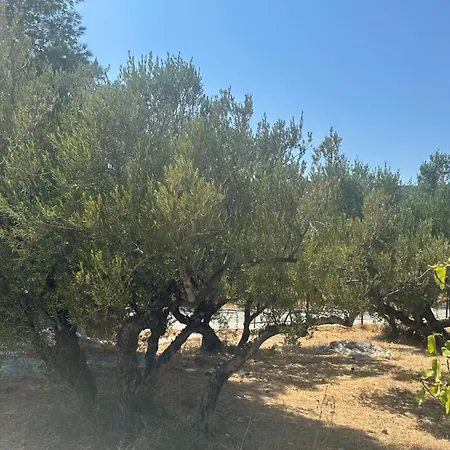 Theoni Garden House Διαμέρισμα Κυπάρισσος