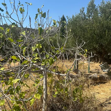 Theoni Garden House Διαμέρισμα Κυπάρισσος