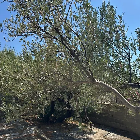 Theoni Garden House Κυπάρισσος